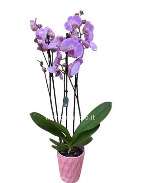 Orchidea phalaenopsis