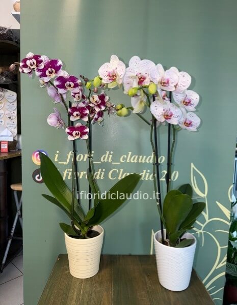🌸 ORCHIDEA PHALAENOPSIS A 2 RAMI