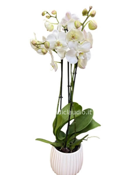 🌸 ORCHIDEA PHALAENOPSIS BIANCA A 3 RAMI