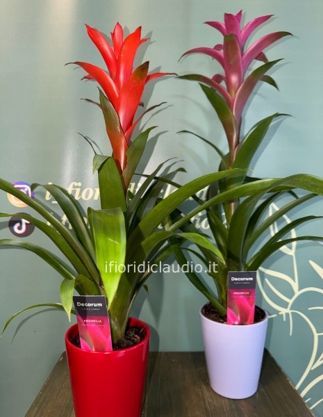 🌺 PIANTA DI GUZMANIA CON VASO IN CERAMICA COLORATO