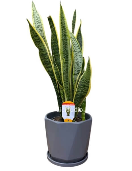 Pianta Sansevieria
