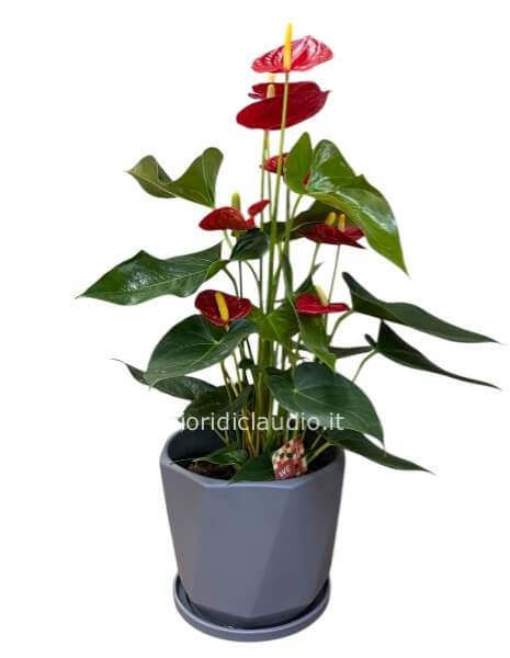 Pianta di Anthurium