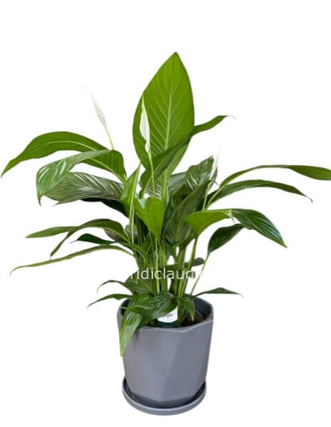 Pianta Spathiphyllum