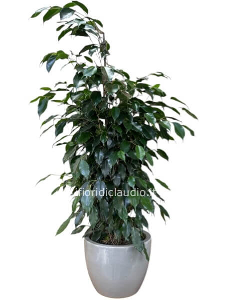 Ficus benjamin