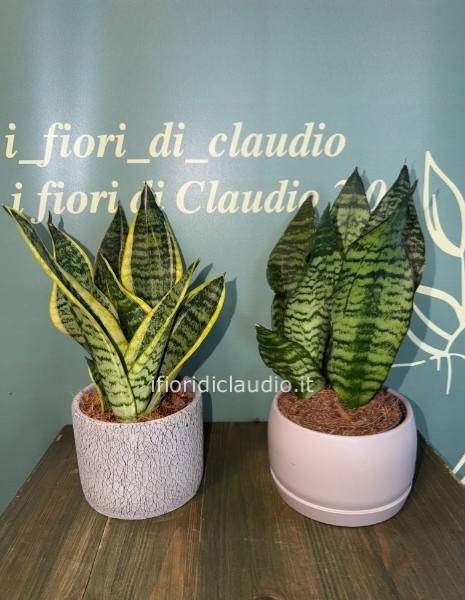 🌿 MINI SANSEVIERIA CON VASO IN CERAMICA