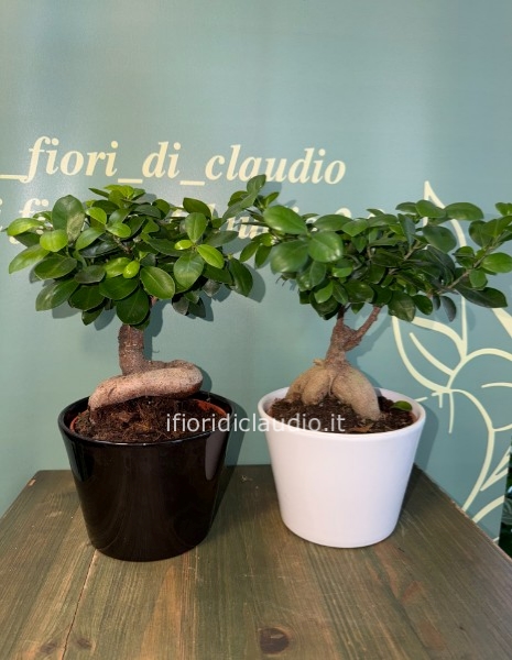 🌿 BONSAI GINSENG