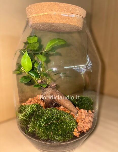 bonsai terrarium 
