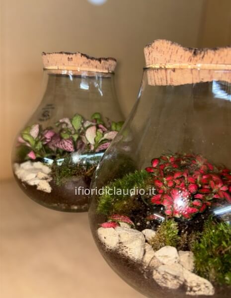 Fittonia Terrarium, Vaso Antichizzato