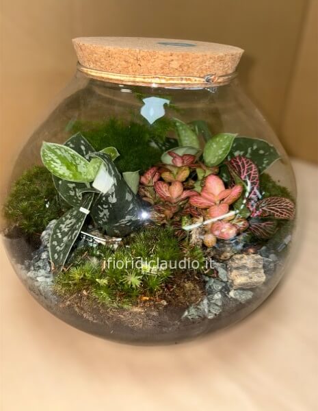 Terrarium Di Piante Miste