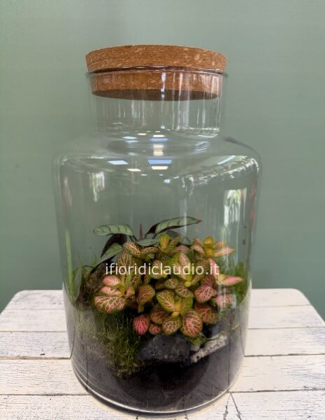 Terrarium Di Piante Miste