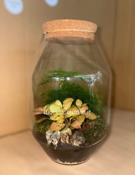Terrarium Di Piante Miste