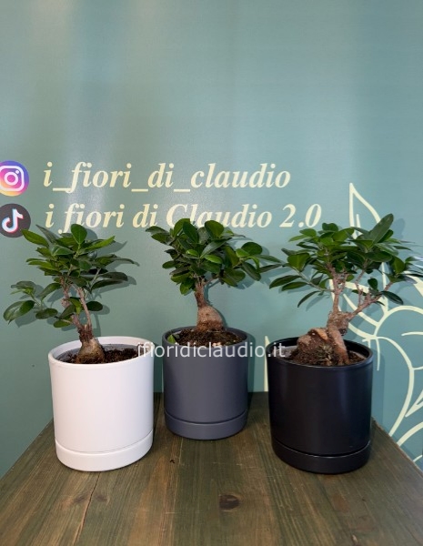 🌿 MINI BONSAI CON VASO ELEGANTE OPACO