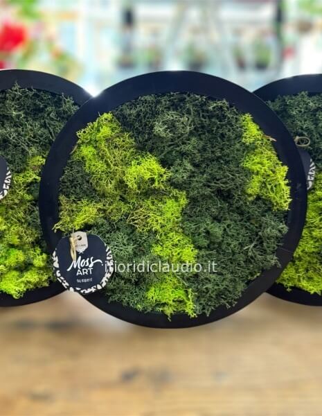 quadro lichene stabilizzato