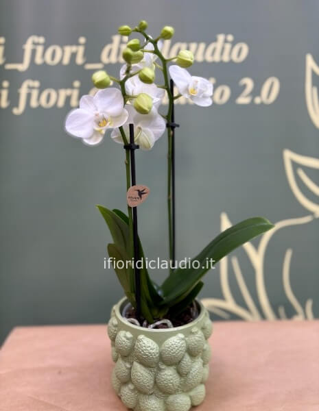 mini orchidea, vaso con limoni