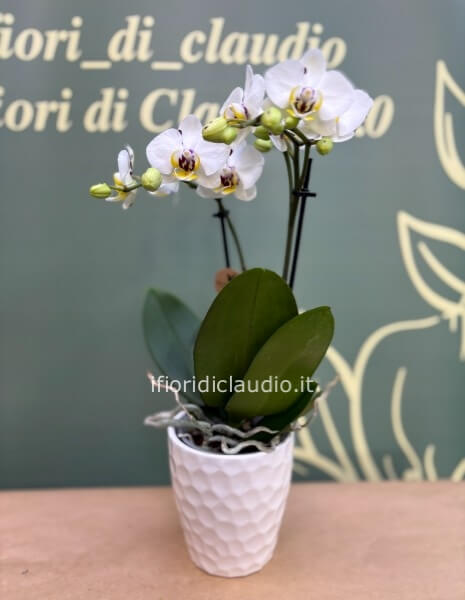 mini orchidea, con vaso in ceramica