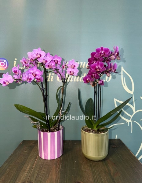 🌸 MINI ORCHIDEE