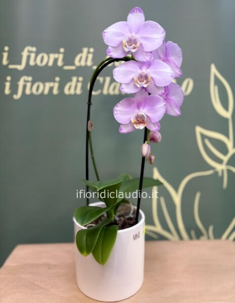 orchidea ad arco, con vaso in ceramica 
