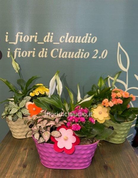 Composizione di Piante Miste con Vaso in Latta