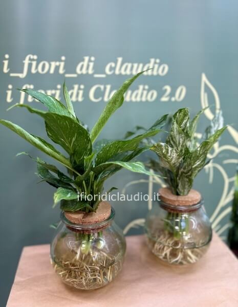 Spathiphyllum acquatico