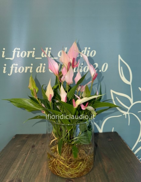 🌸 ANTHURIUM ROSA ACQUATICO