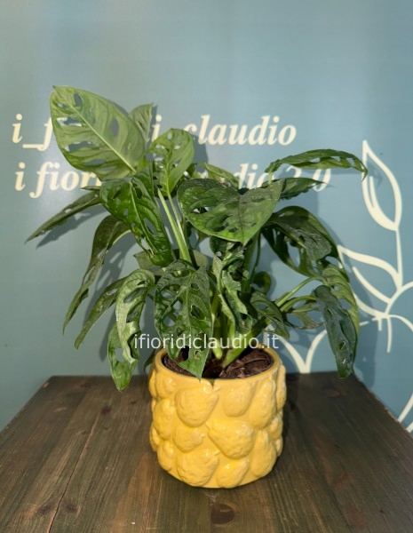 🌿 PIANTA DI MONSTERA