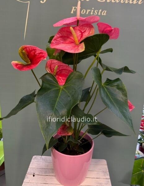 Anthurium Rosa Vaso in Ceramica 
