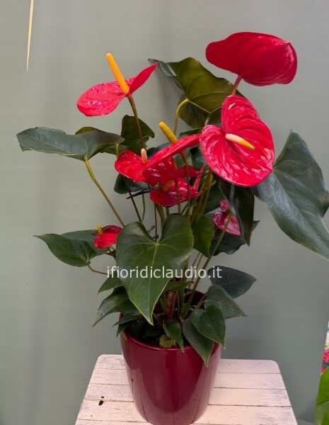 Anthurium Rosso con Vaso in Ceramica