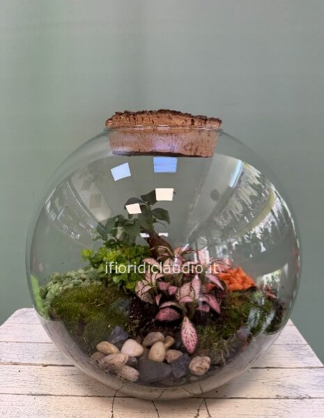 🌿 TERRARIUM DI PIANTE MISTE E BONSAI
