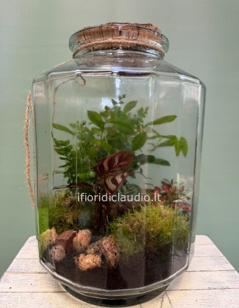 Terrarium di piante miste