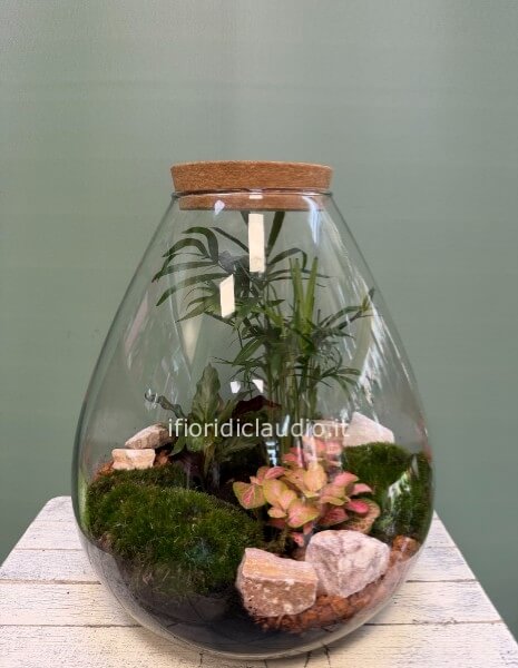 Terrarium di piante miste