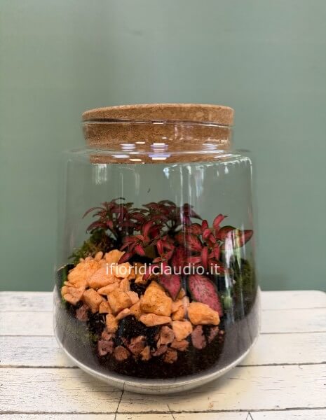 Terrarium Di Piante Miste 