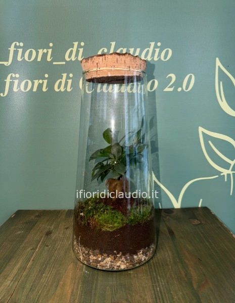 🌿 TERRARIUM CON PIANTA DI BONSAI