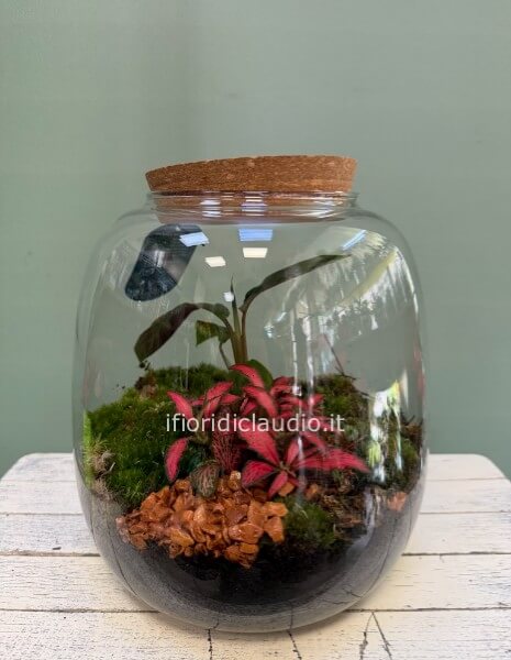 Terrarium di piante miste