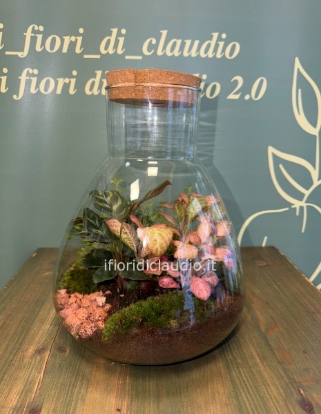 🌿 TERRARIUM DI PIANTE MISTE