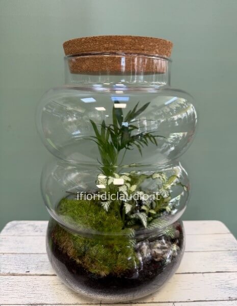 Terrarium di piante miste